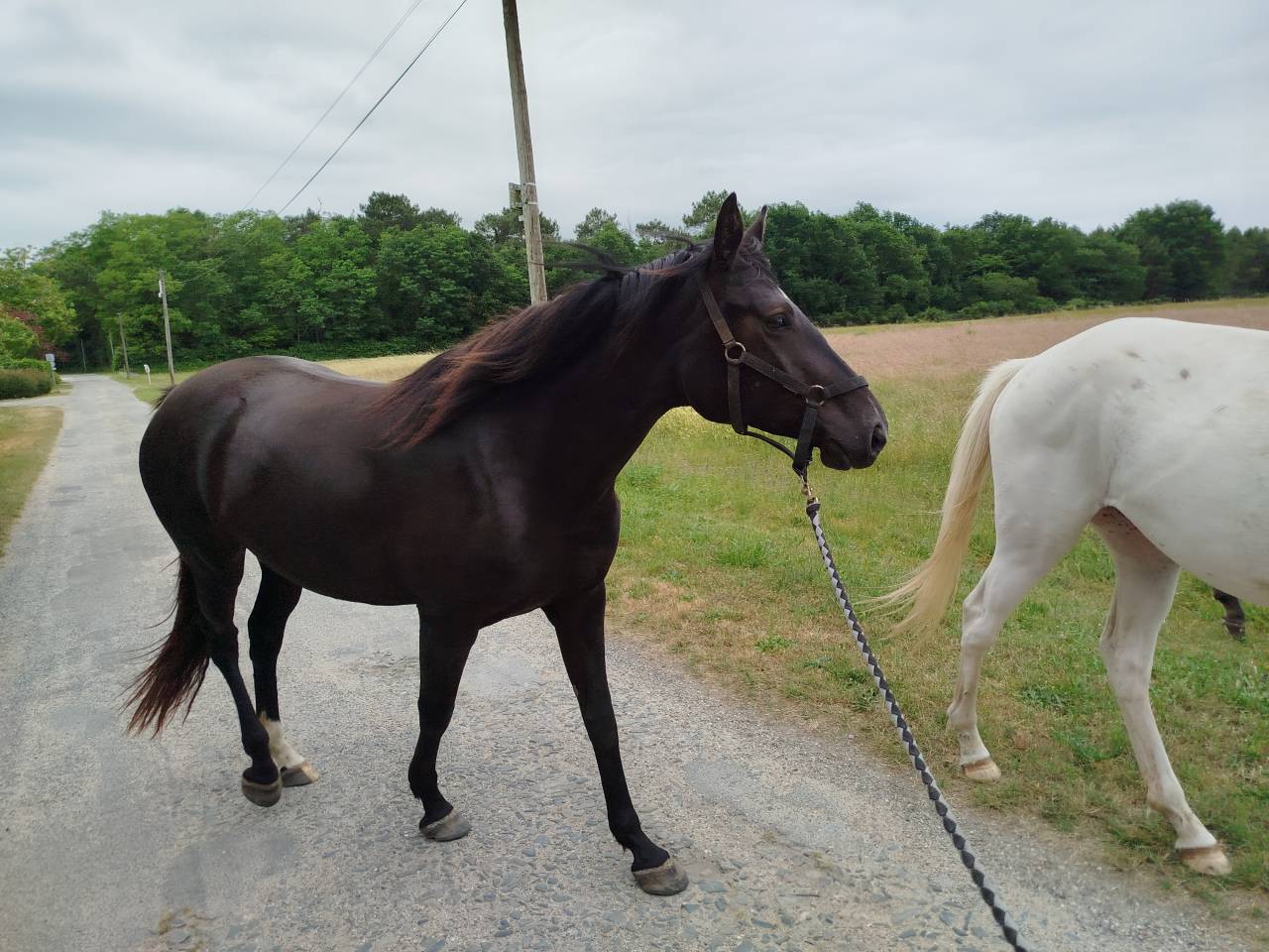 Jument noire débourrée 4 ans 1m60 sport et loisirs 