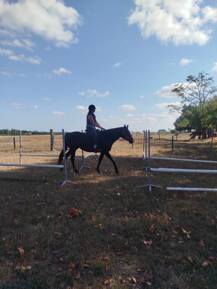 Jument noire débourrée 4 ans 1m60 sport et loisirs 