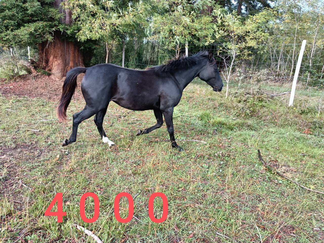 Jument noire débourrée 4 ans 1m60 sport et loisirs 