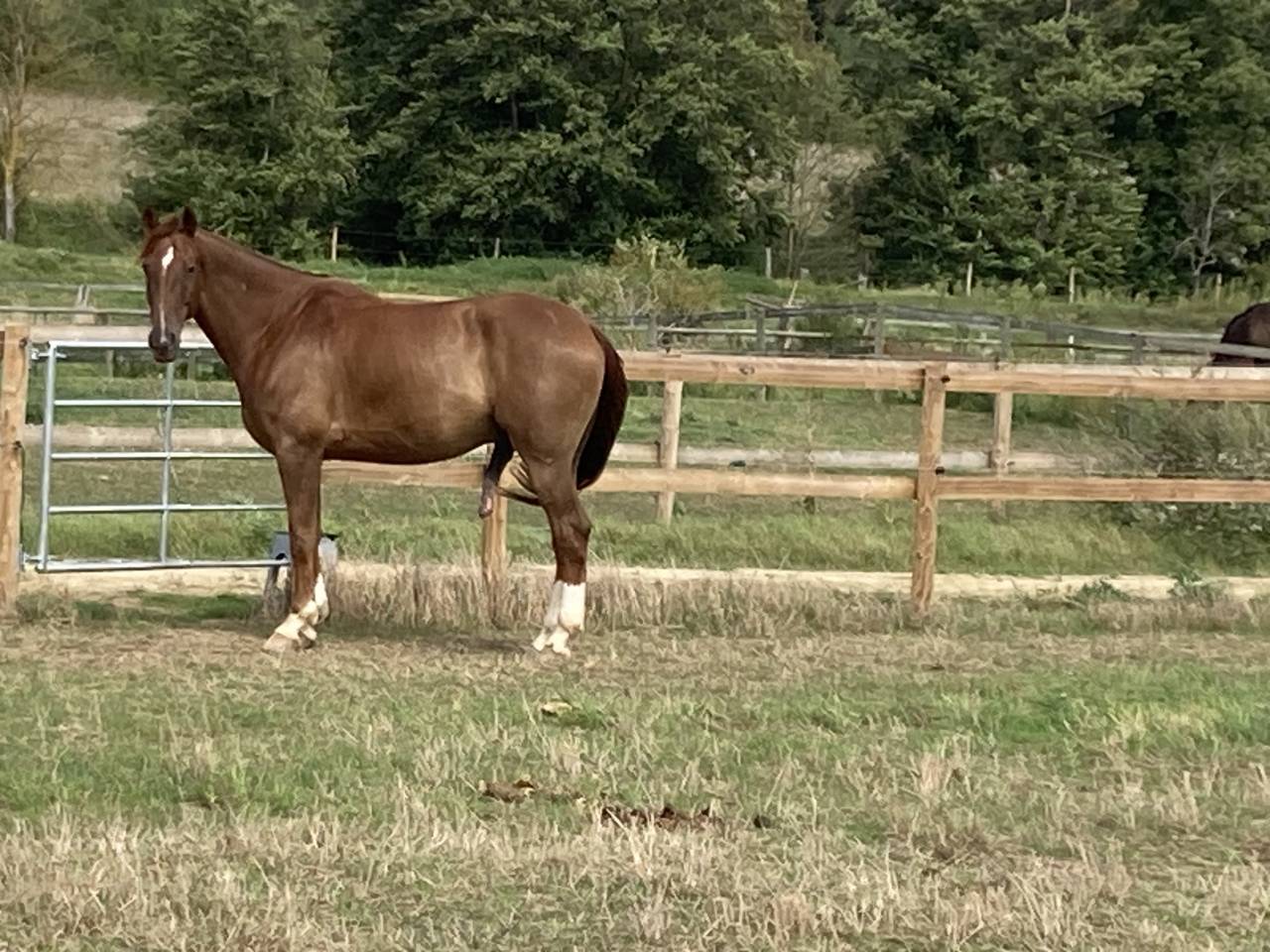 Demi-pension cheval de 8 ans 