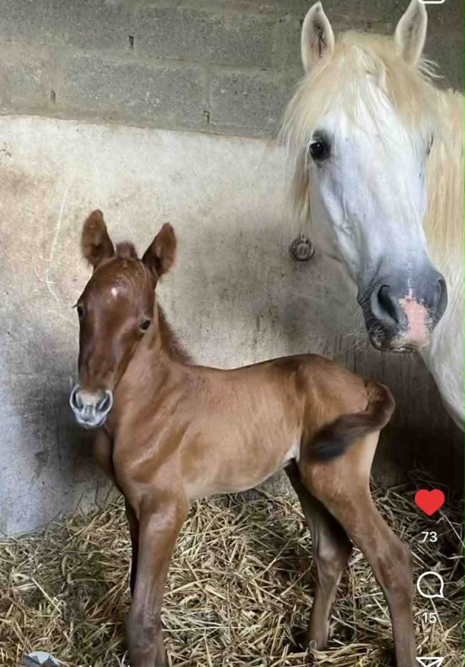 PETIT TONNERRE poulain de c&oelig;ur n&eacute; en 2025