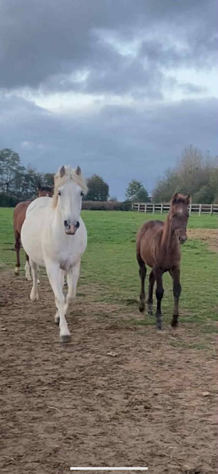 PETIT TONNERRE poulain de c&oelig;ur n&eacute; en 2025