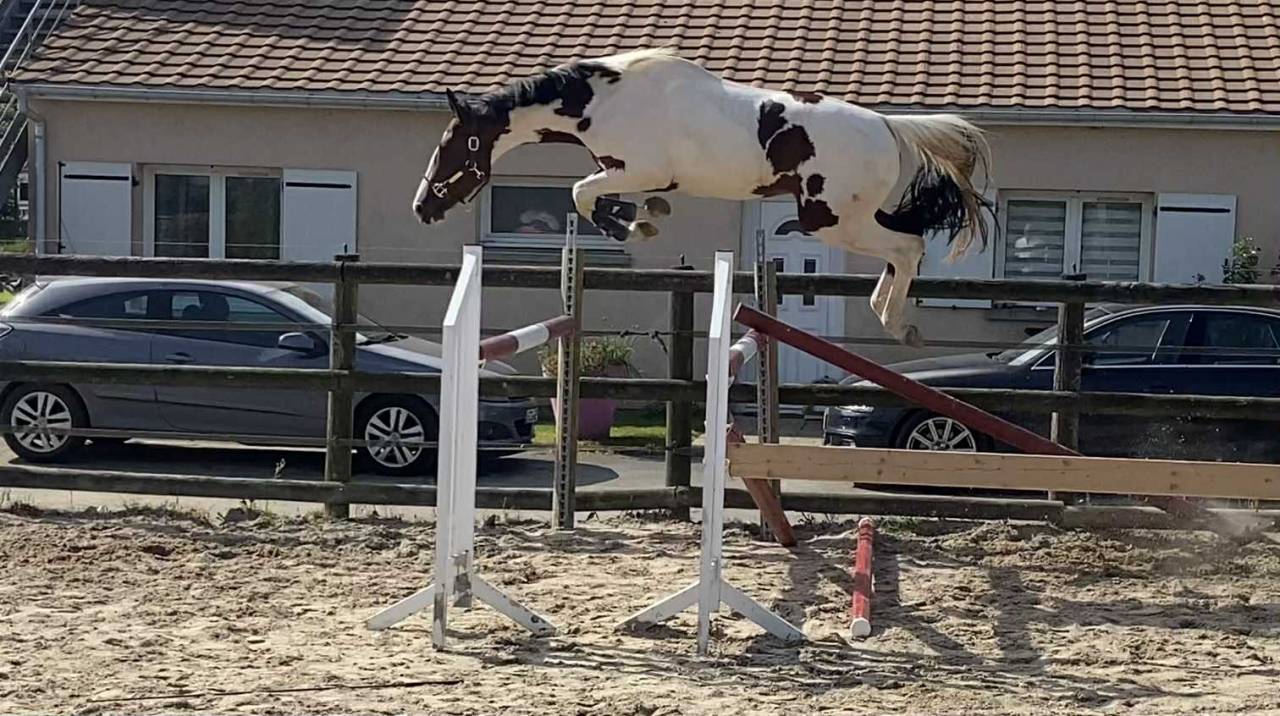 PETIT TONNERRE poulain de c&oelig;ur n&eacute; en 2025