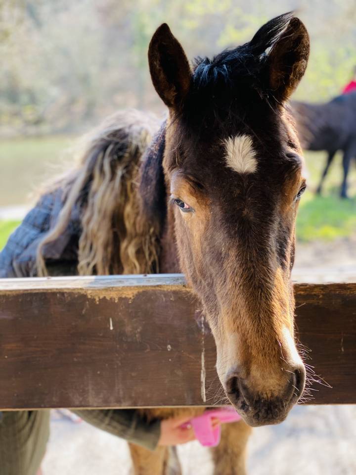 Pension chevaux retraite - Domaine D’’Agartha - 27190 LA BONNEVILLE SUR ITON