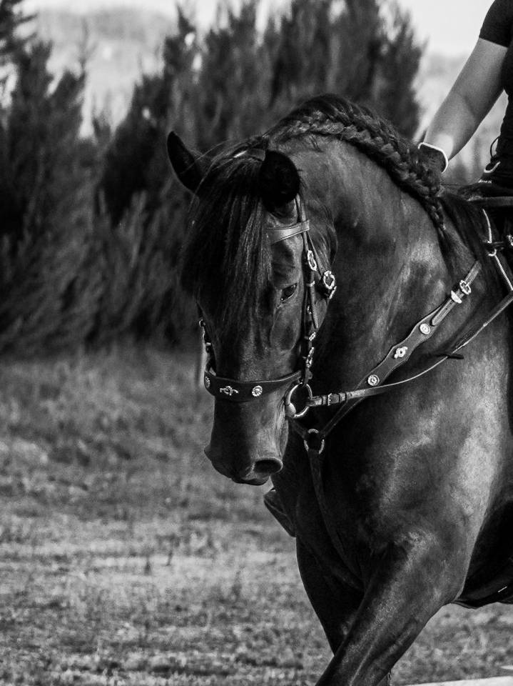 Pure race espagnol pp noir