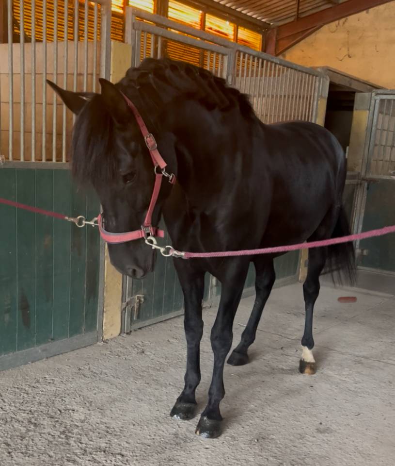 Pure race espagnol pp noir