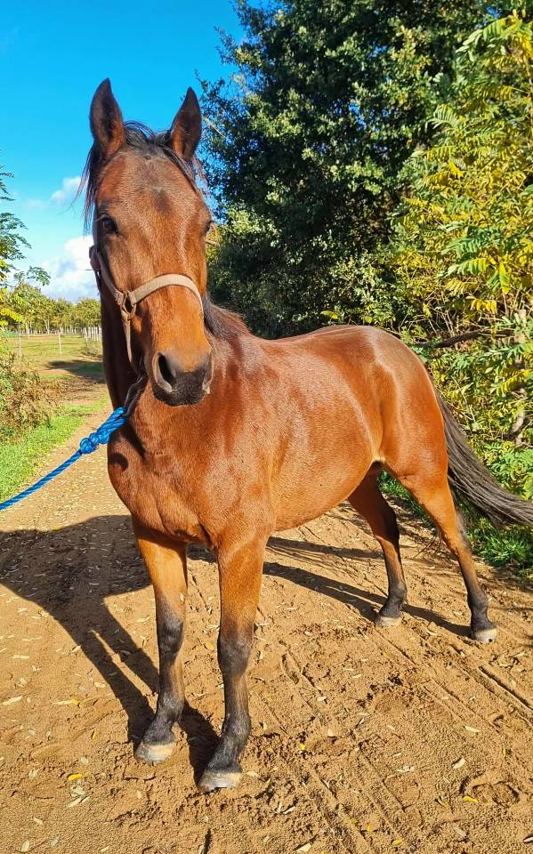 Trotteur français 6ans