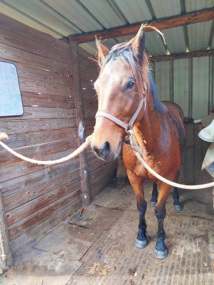 Trotteur français 6ans