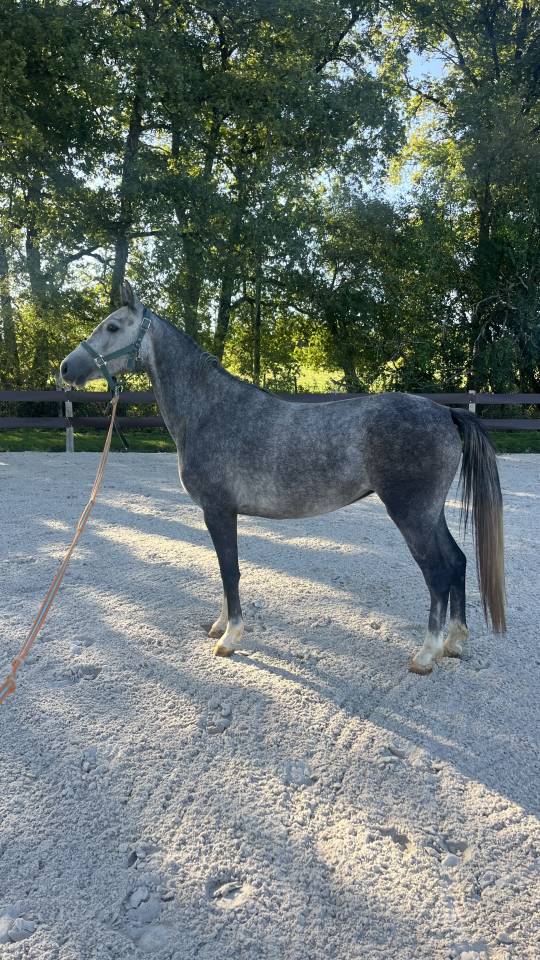 PFS - 3 ans - USSANDRO TILLIA DERLENN X ULK D’ÉTÉ 