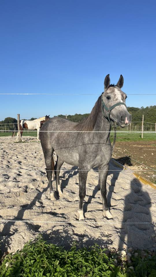PFS - 3 ans - USSANDRO TILLIA DERLENN X ULK D’ÉTÉ 
