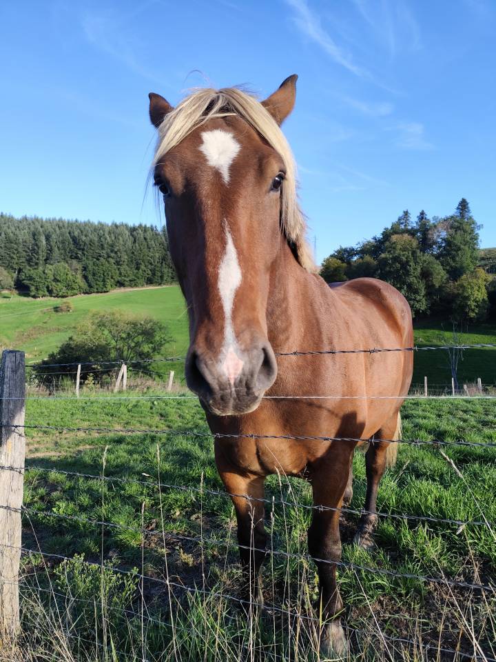Selle français X comtois 