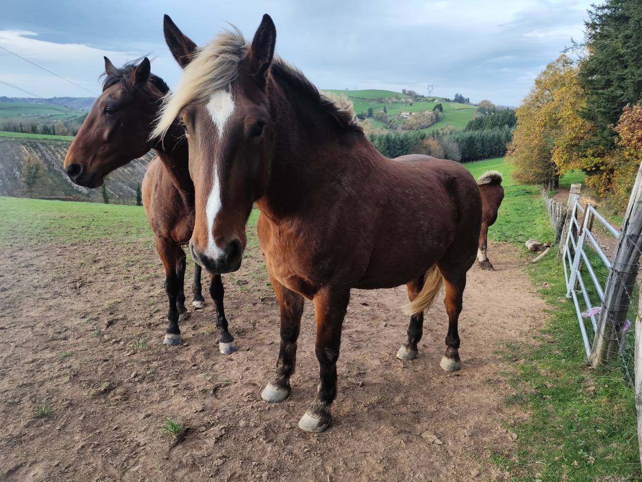 Selle français X comtois 