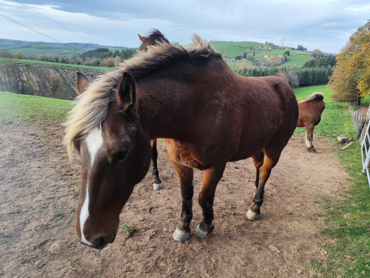 Selle français X comtois 