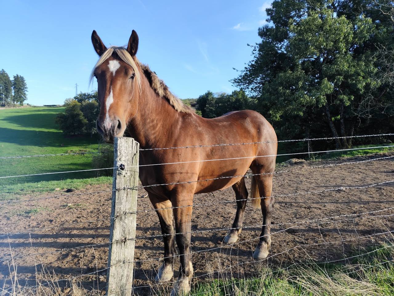 Selle français X comtois 