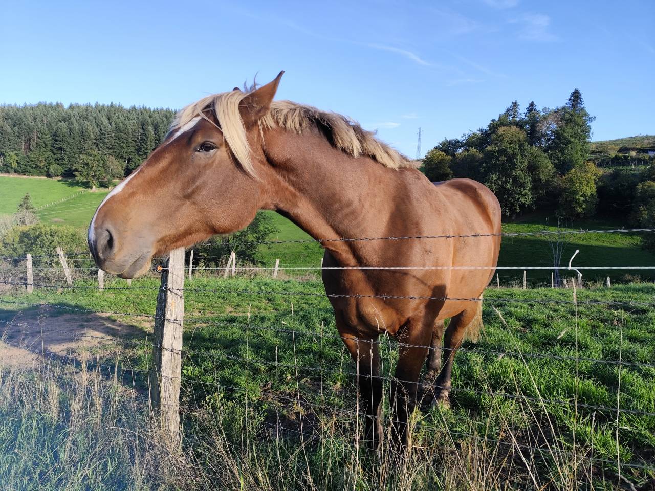 Selle français X comtois 