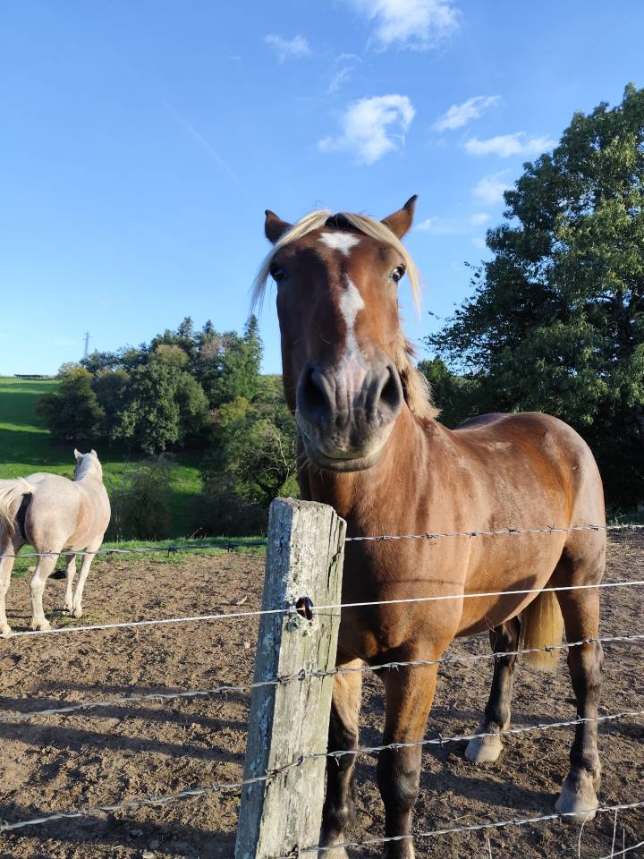 Selle français X comtois 