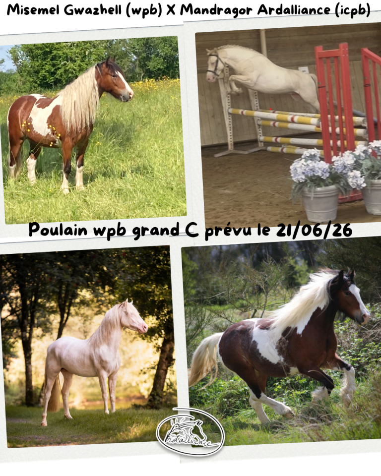 Ponette B 4 ans pleine