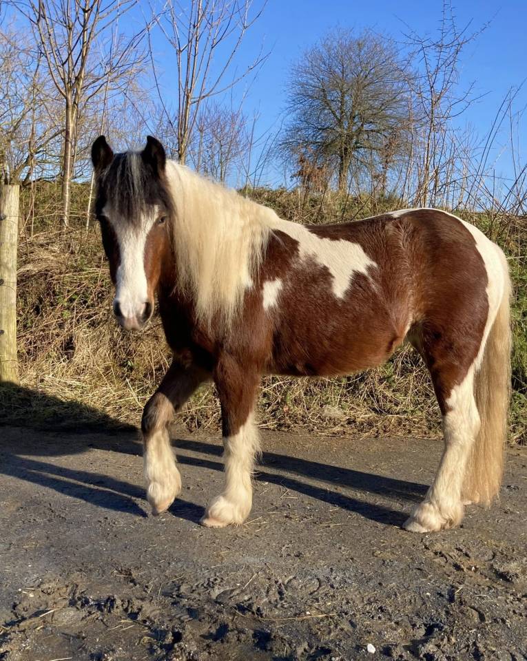 Ponette B 4 ans pleine