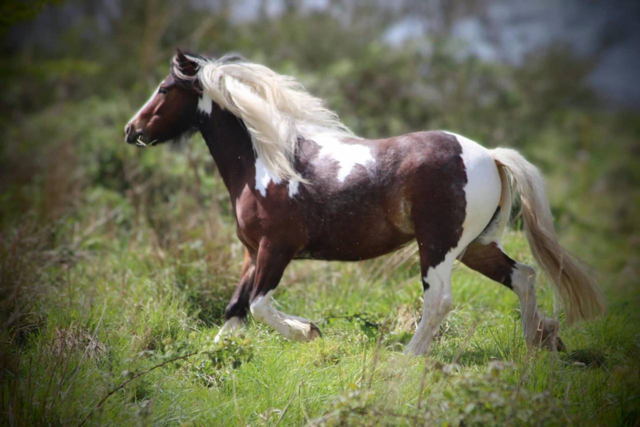 Ponette B 4 ans pleine