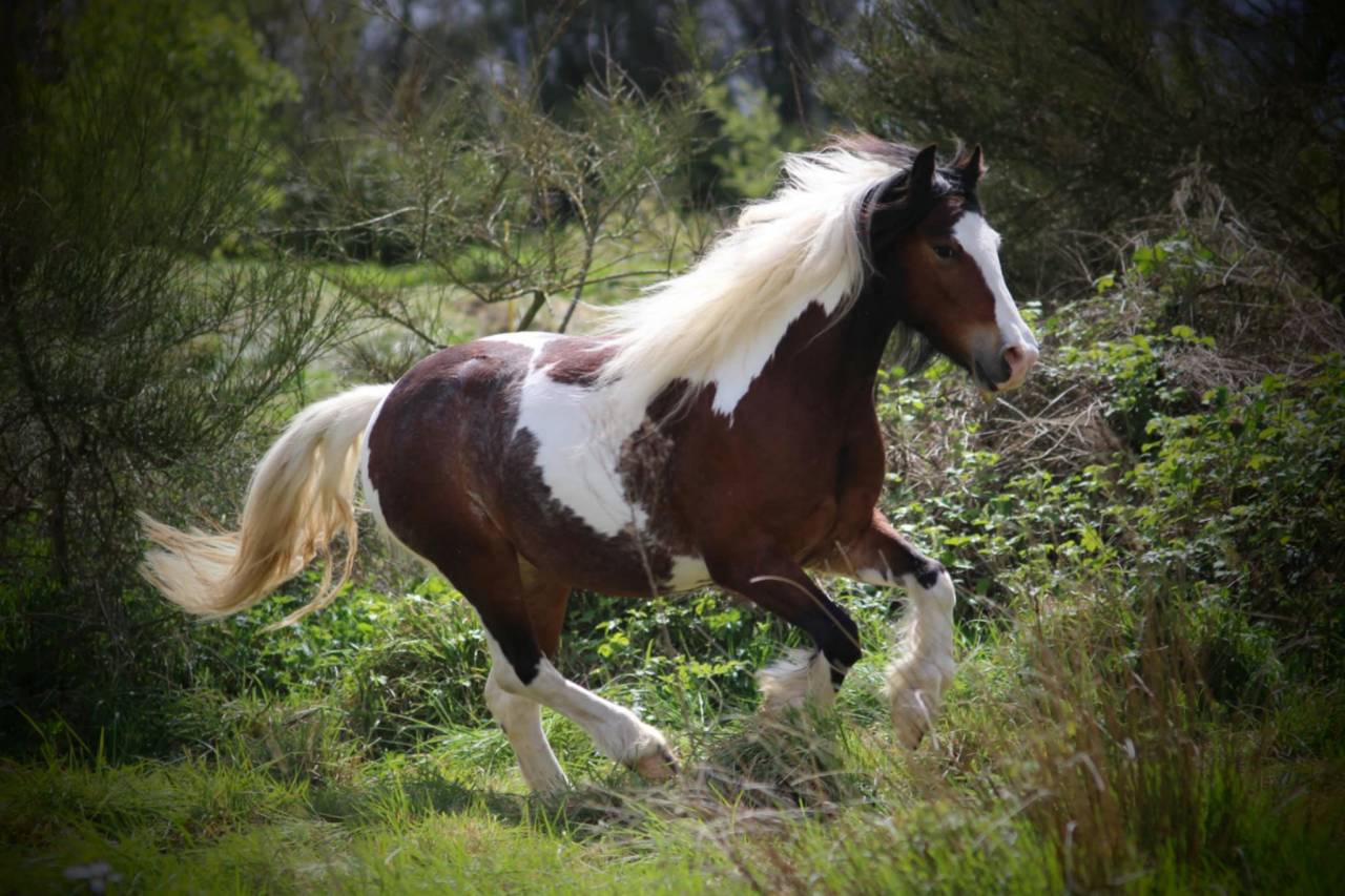 Ponette B 4 ans pleine