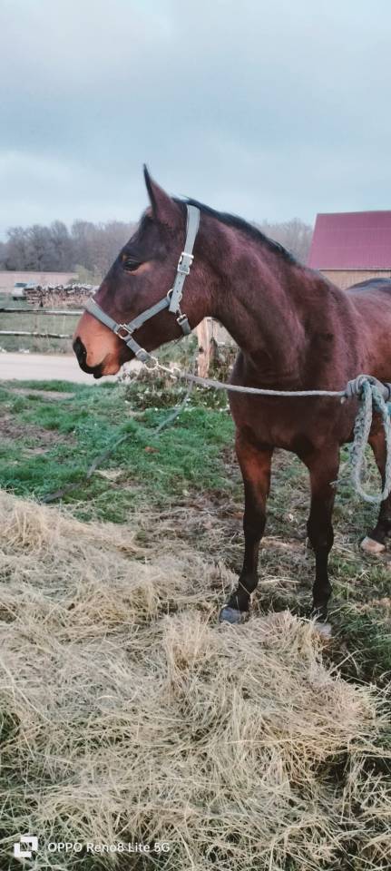 Pouliche de 2 ans Praline 