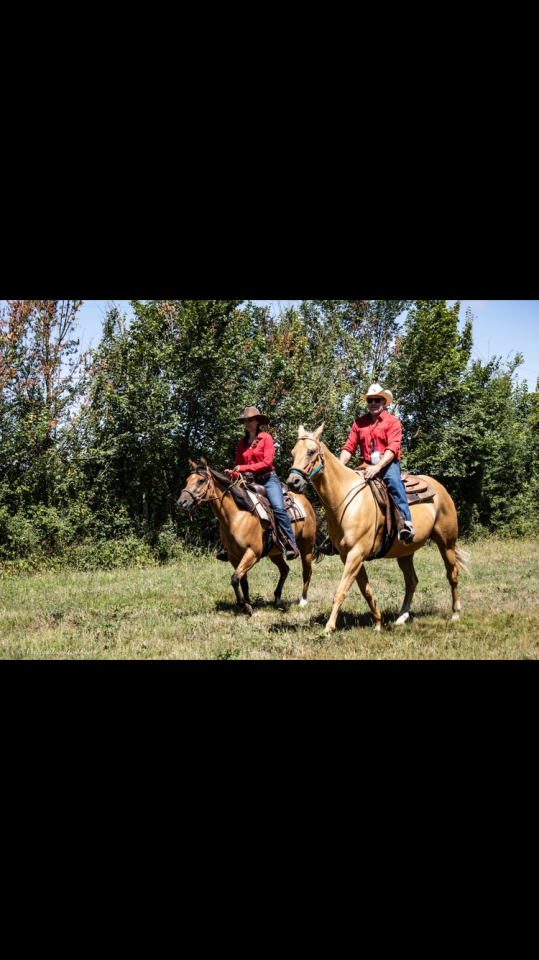 Hongre PALOMiNO QUARTERHORSE