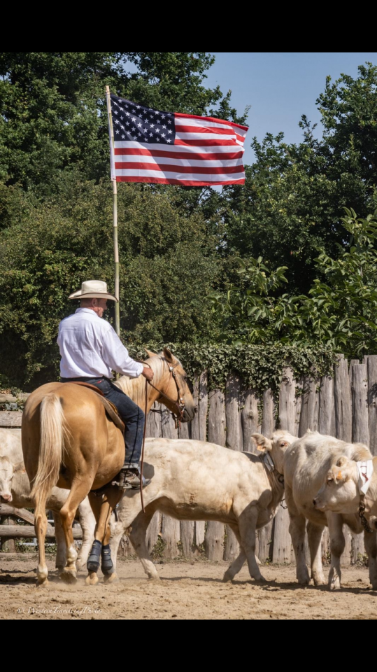 Hongre PALOMiNO QUARTERHORSE