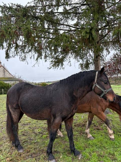 mâle Welsh cob PP 2 ans 