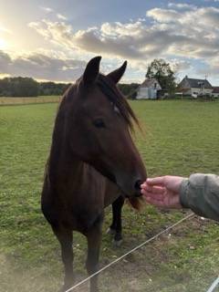 mâle Welsh cob PP 2 ans 