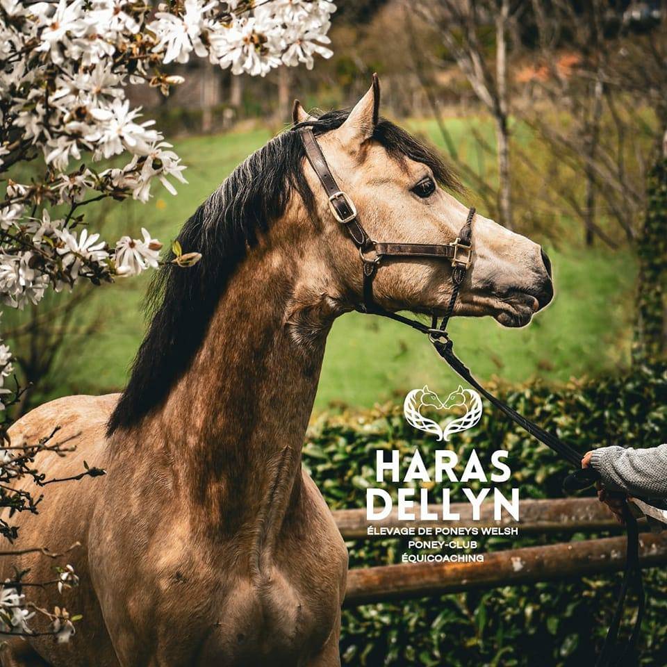 mâle Welsh cob PP 2 ans 