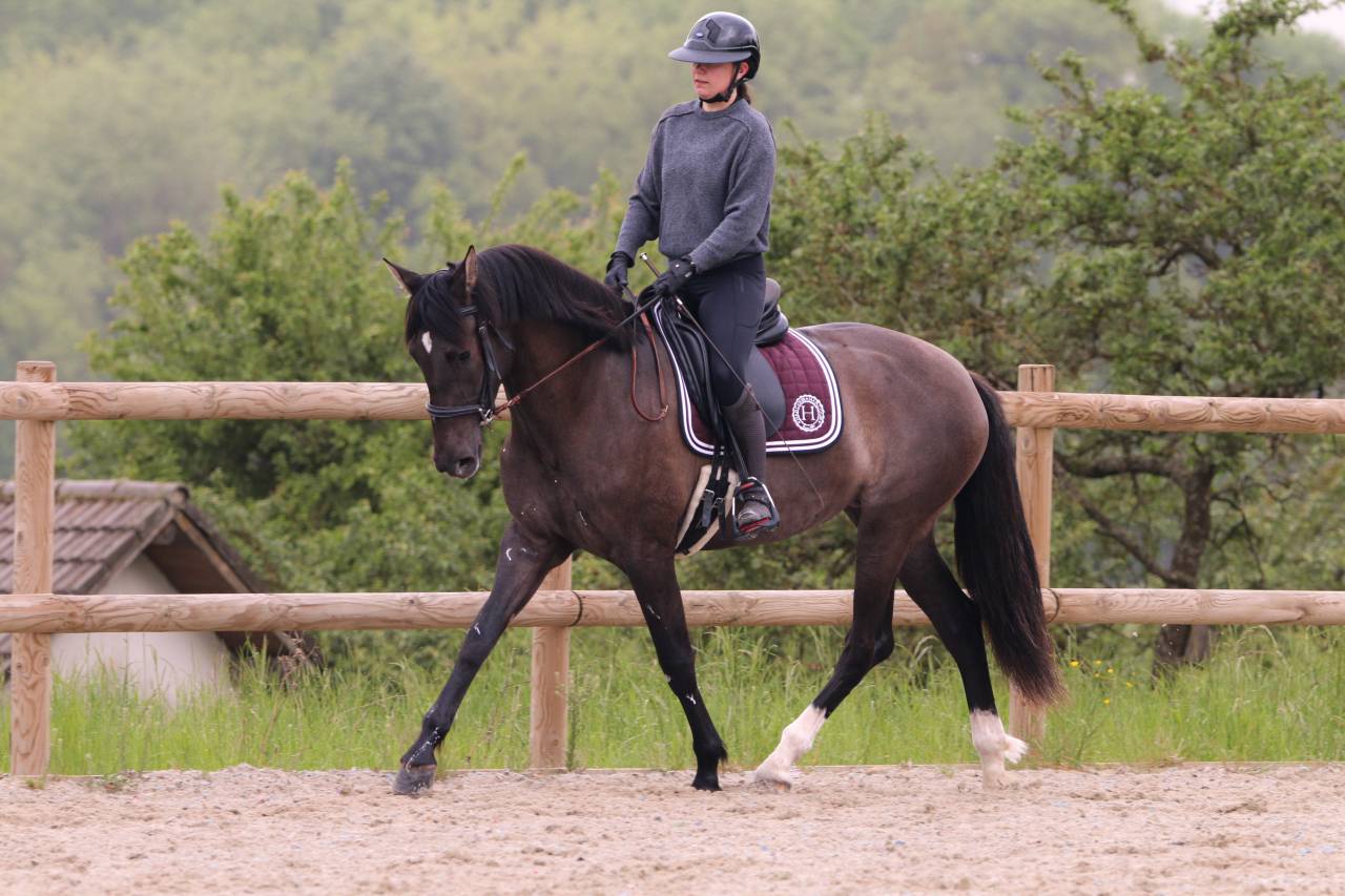 cheval pure race espagnole 