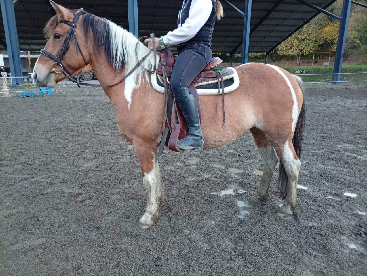 Jument Paint horse × Haflinger