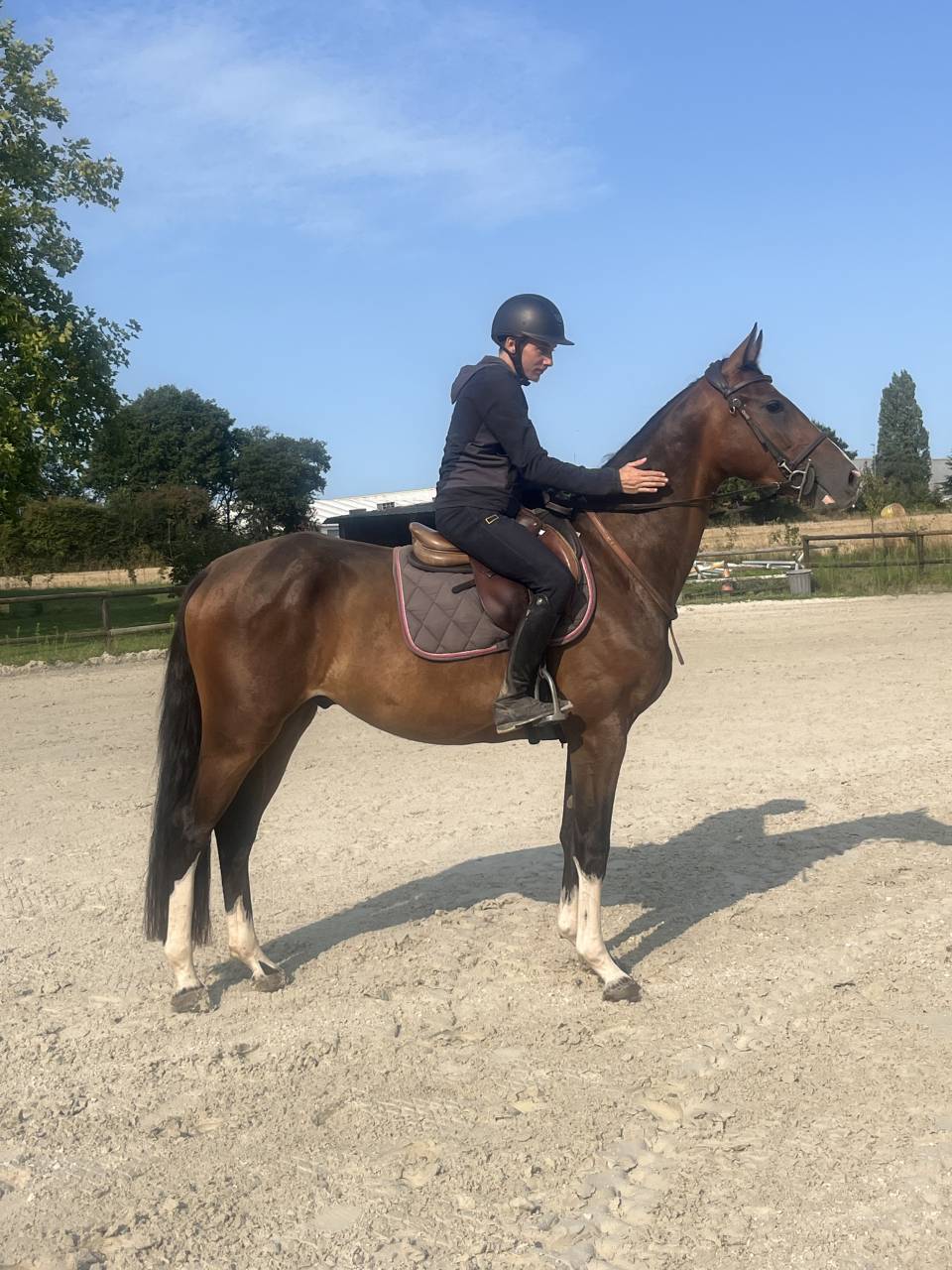 Hongre de 3 ans - CSO 