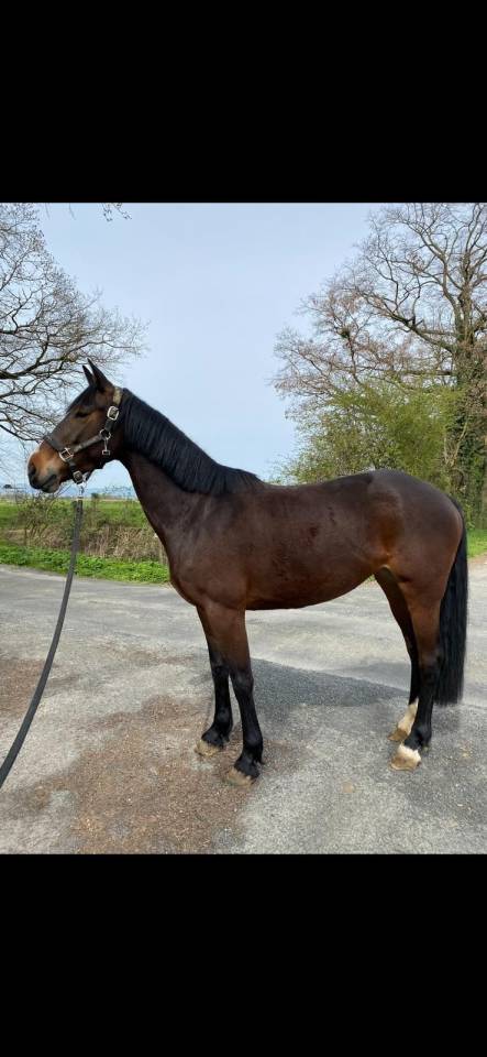 Jument de 6 ans à vendre