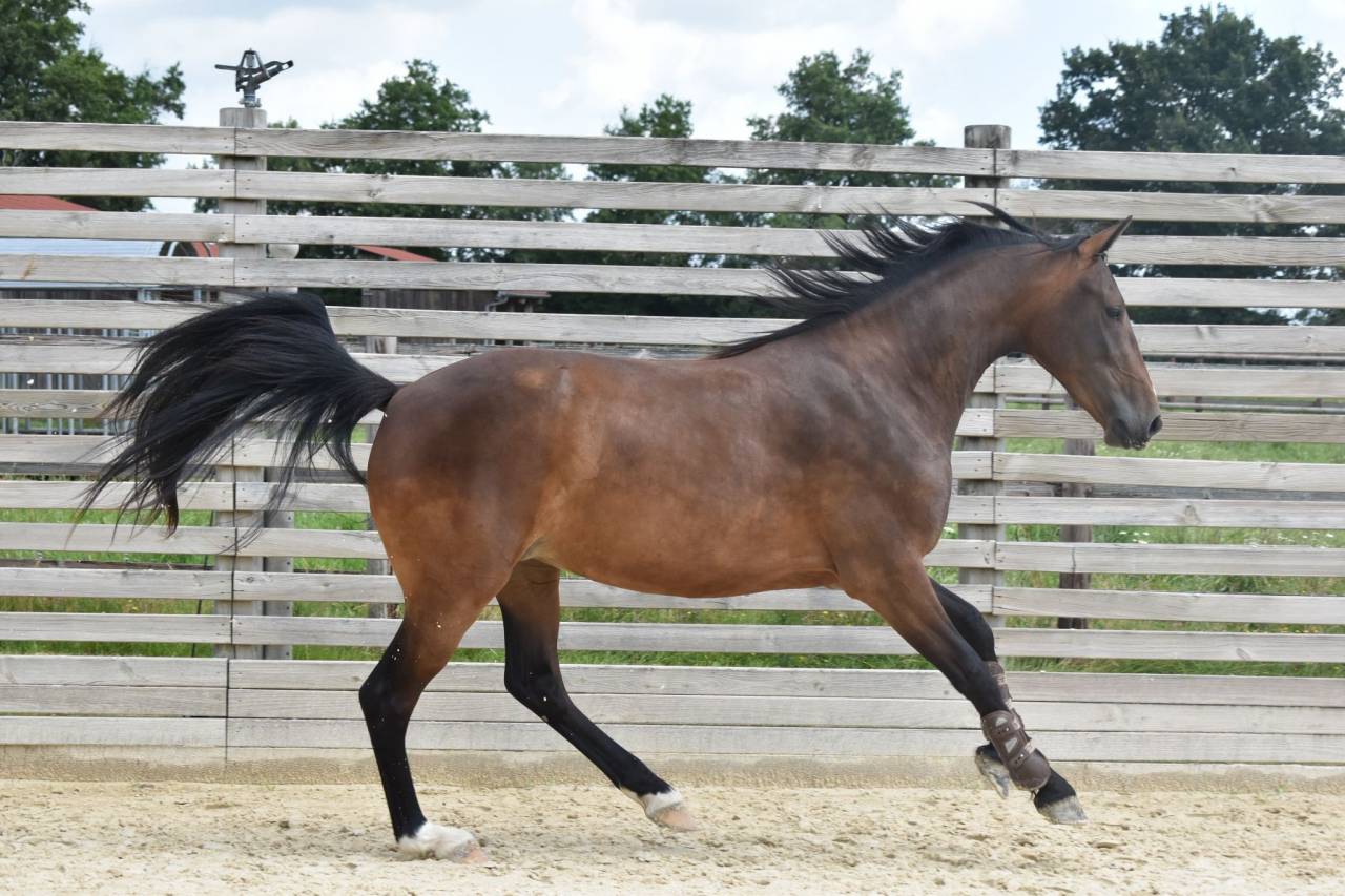 Jument de 6 ans à vendre