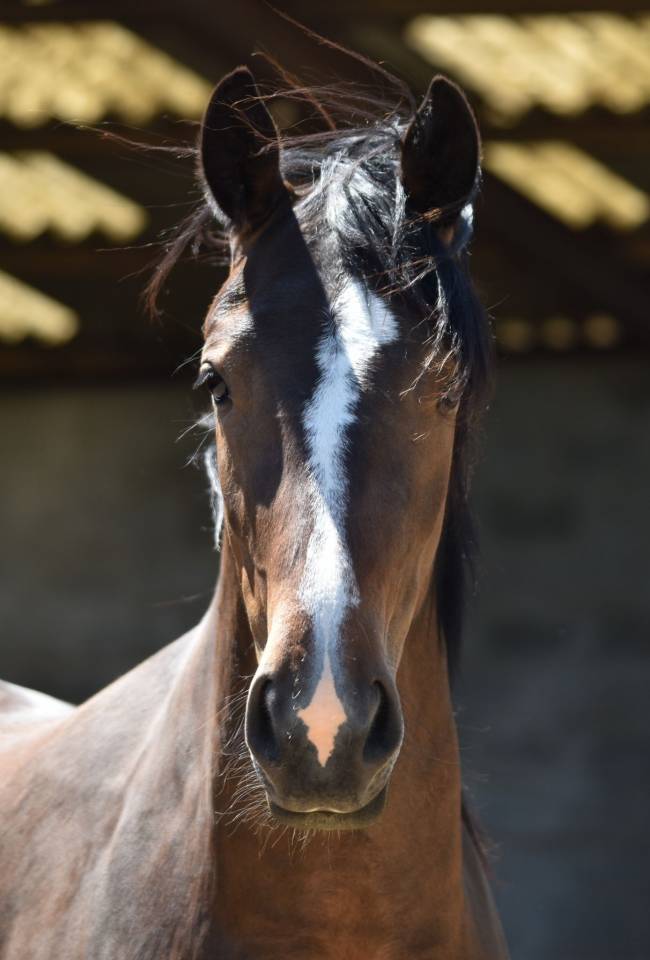 Jument de 6 ans à vendre
