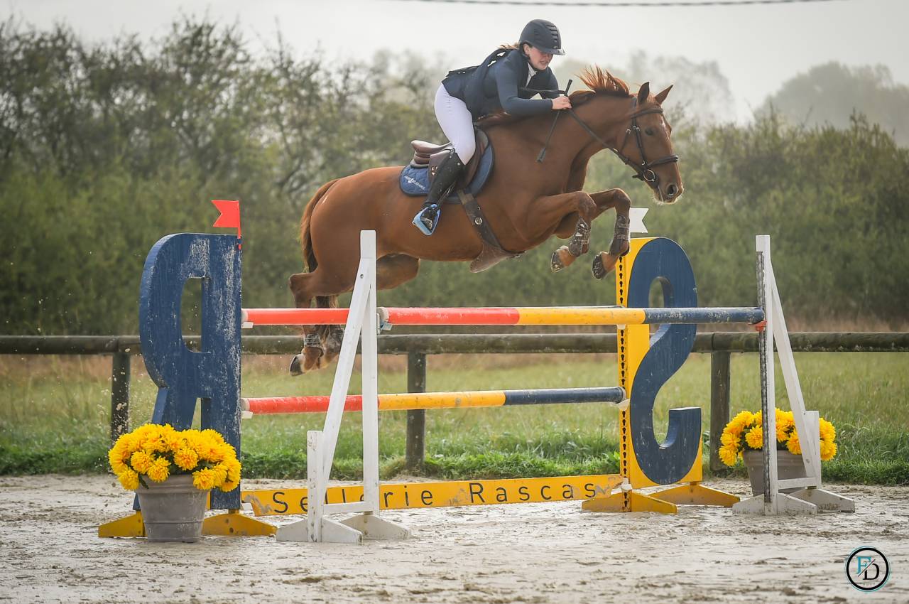 Location hongre CSO Amateur 1/élite