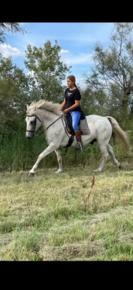 CHEVAL PP CAMARGUE À VENDRE