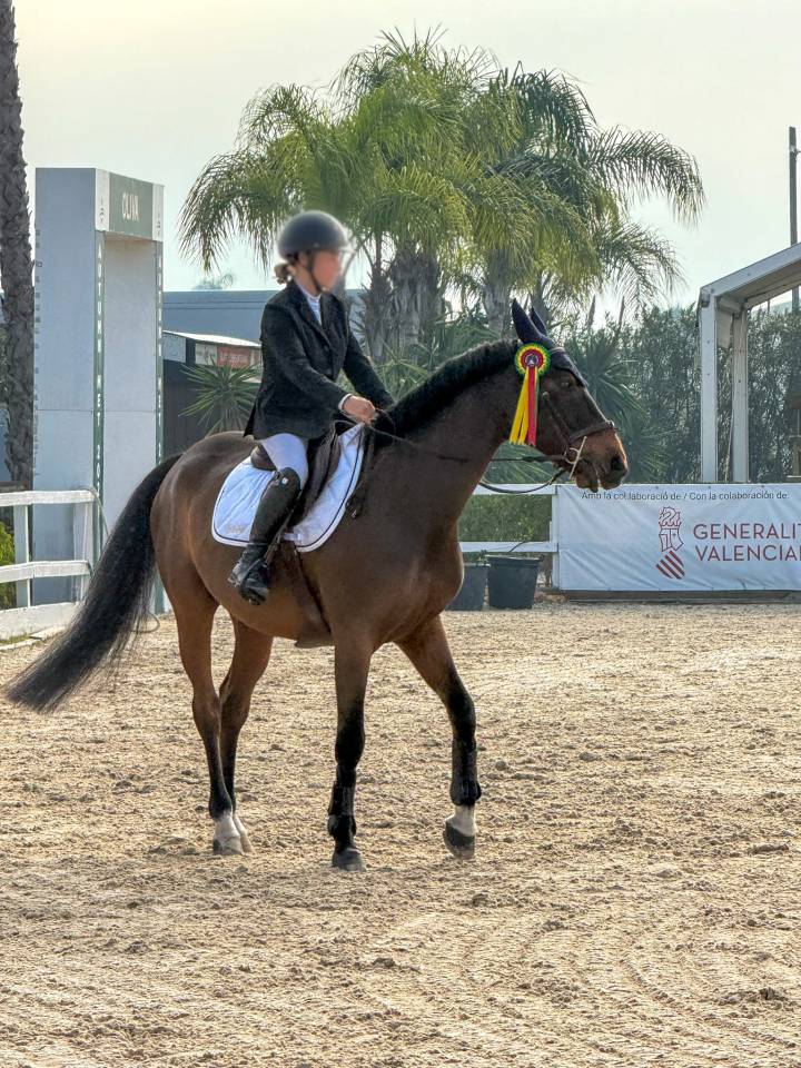 Hongre SF maitre d'école pour cavalier à partir de G4