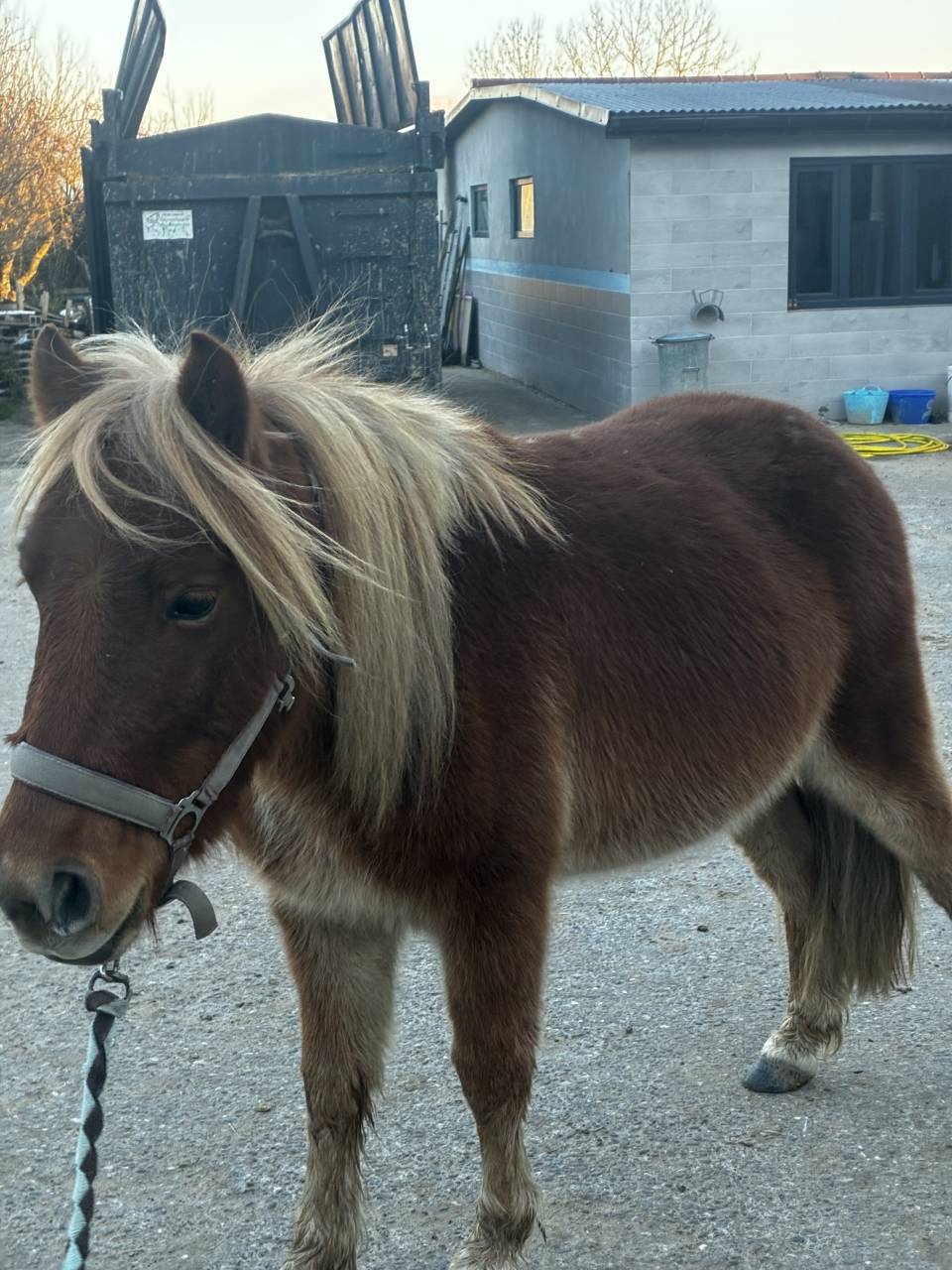 Poney 3 ans 