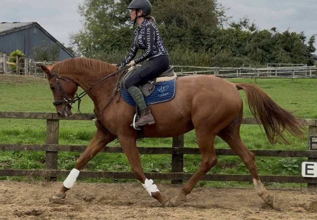 Dee - Hanovrienne enregistrée Showstopper