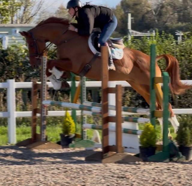 Dee - Hanovrienne enregistrée Showstopper