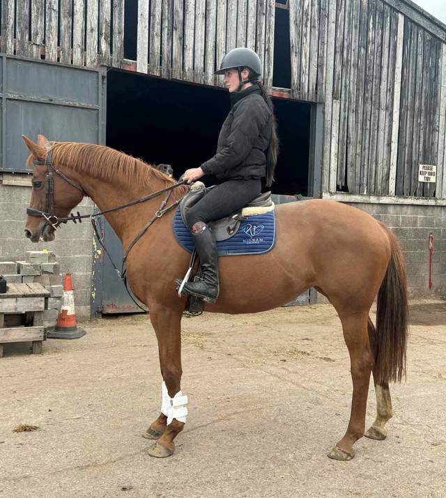 Dee - Hanovrienne enregistrée Showstopper