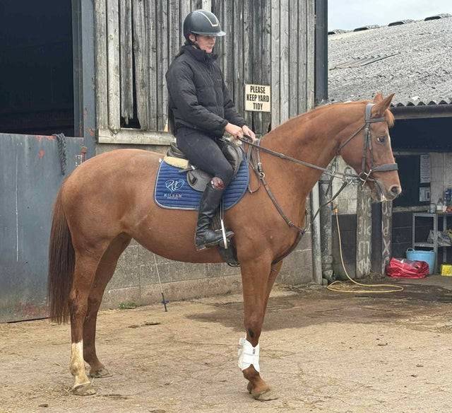 Dee - Hanovrienne enregistrée Showstopper