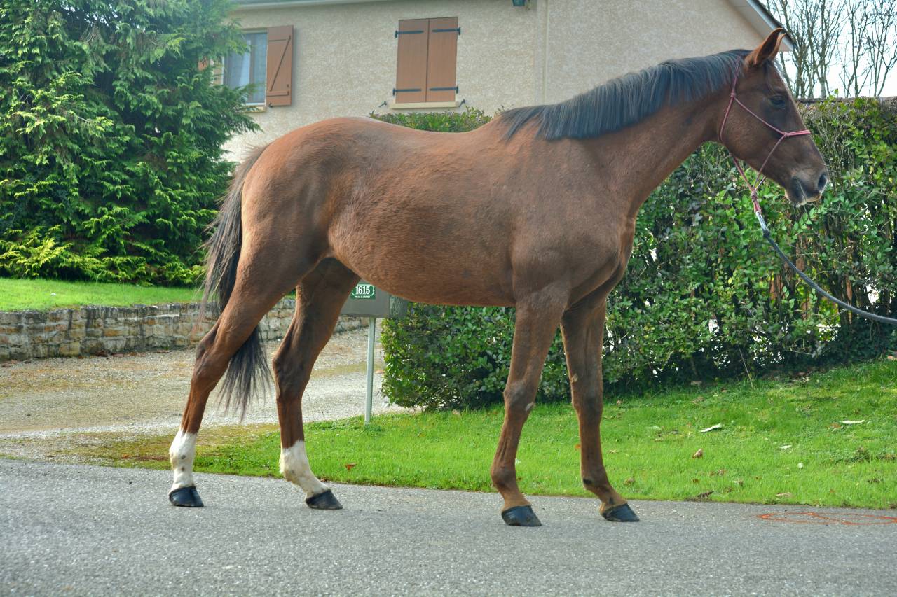 Cheval 4 ans 