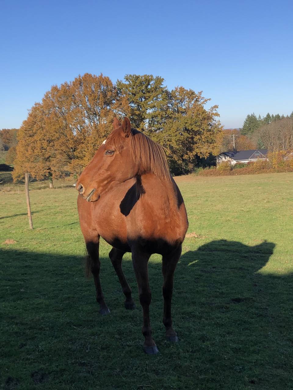 À DONNER – Jument - Contre Très Bon