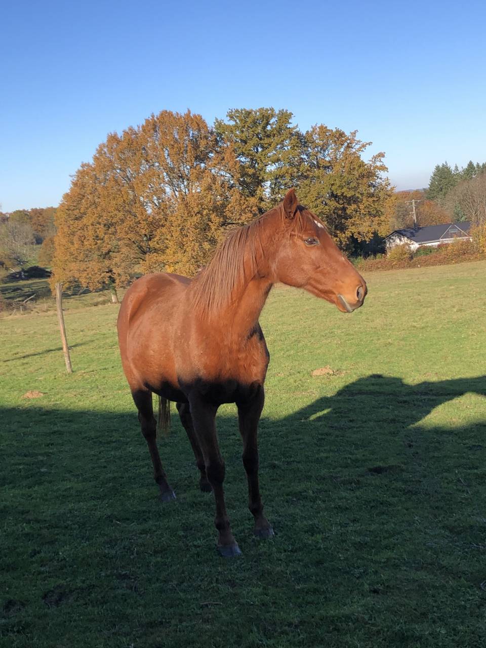 À DONNER – Jument - Contre Très Bon