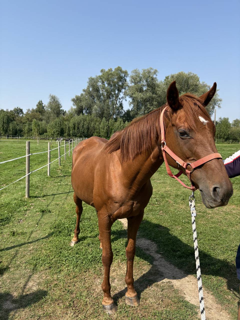 À DONNER – Jument - Contre Très Bon