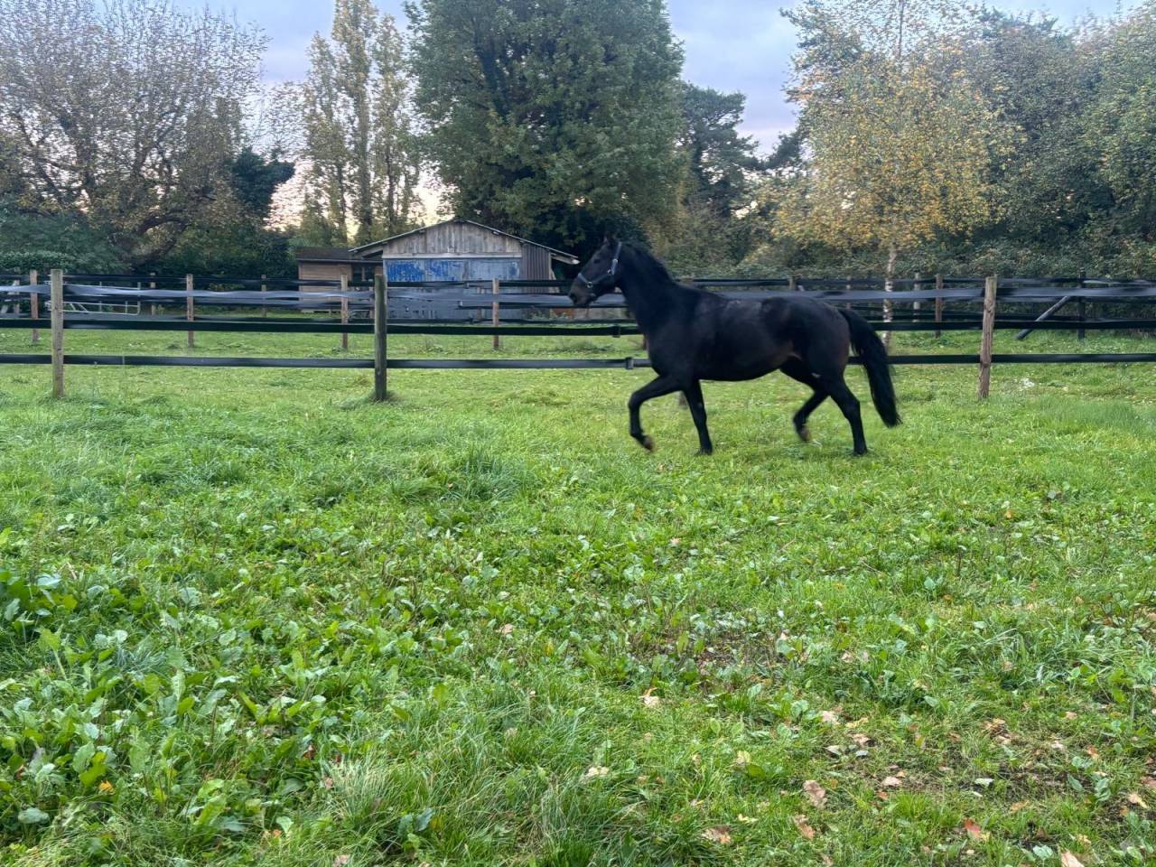 Hongre selle français de 5 ans 