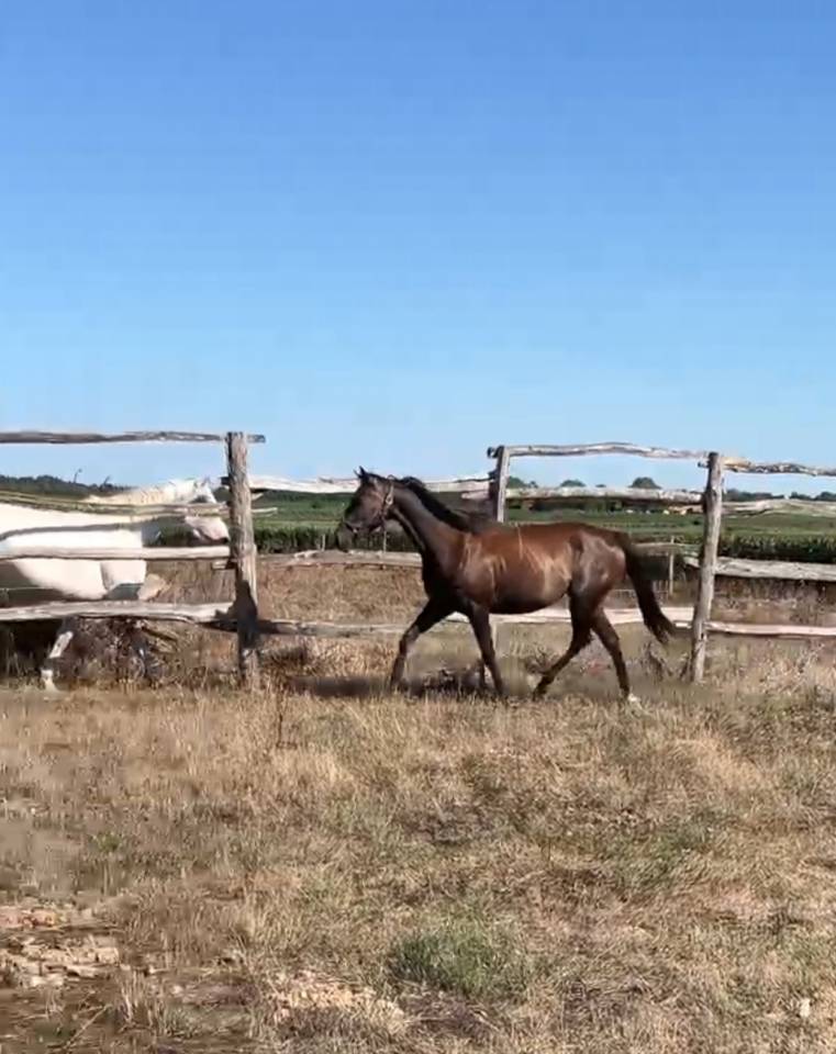 Petite jument 3 ans sport Z 1m56